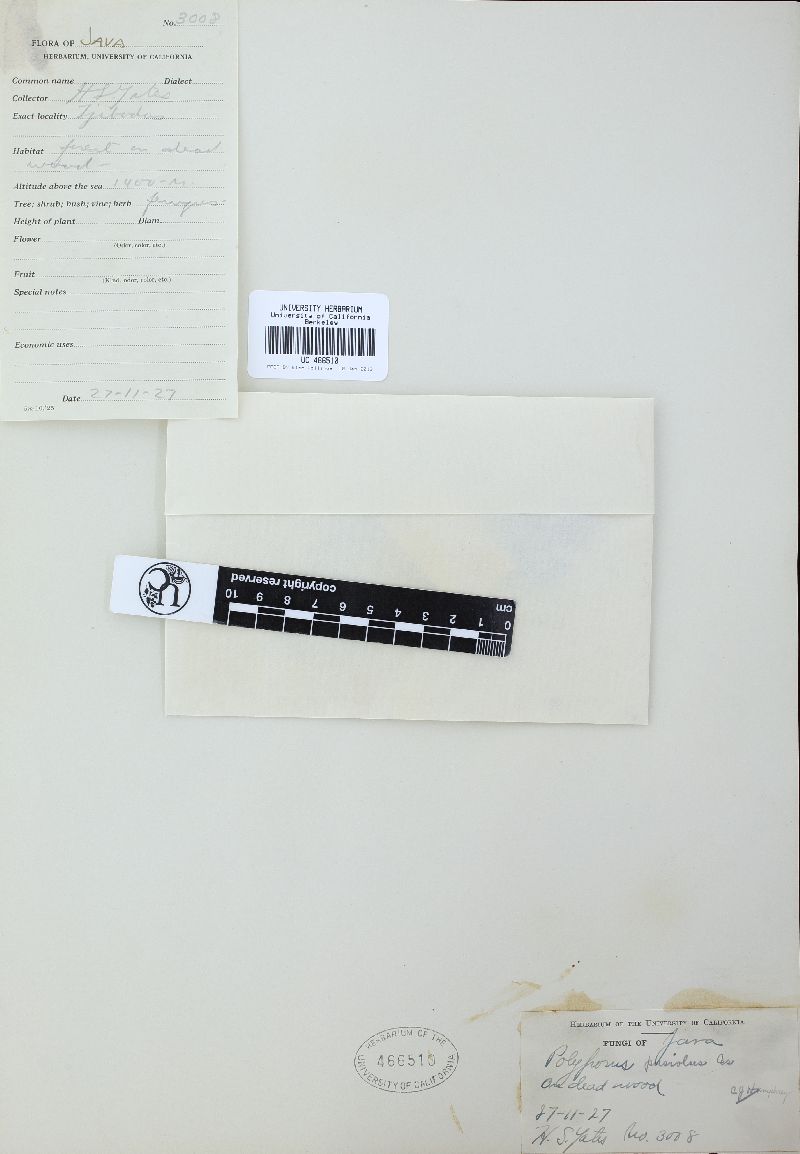 Rigidoporus lineatus image