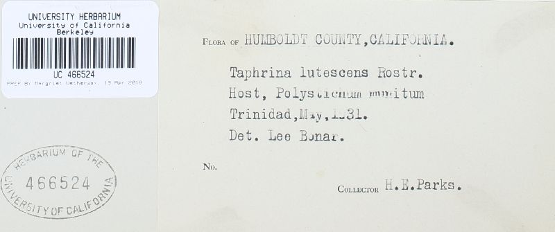 Taphrina faulliana image