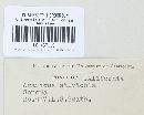 Agaricus silvicola image