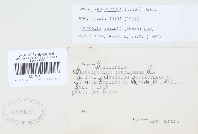 Diplodina aesculi image