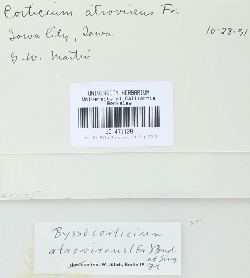 Byssocorticium atrovirens image