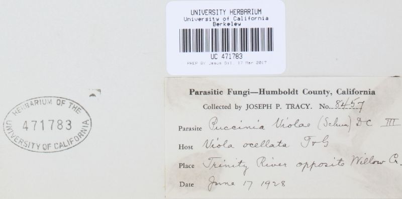 Puccinia violae image