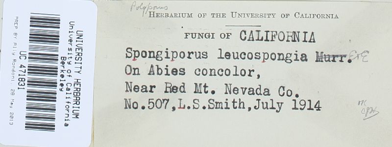 Oligoporus leucospongia image