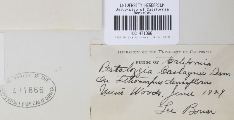Pestalotia montellica image