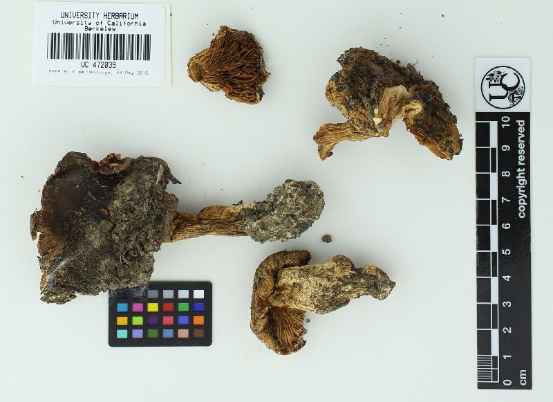 Melanoleuca yatesii image