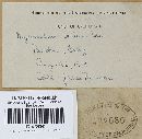 Mycenastrum corium image