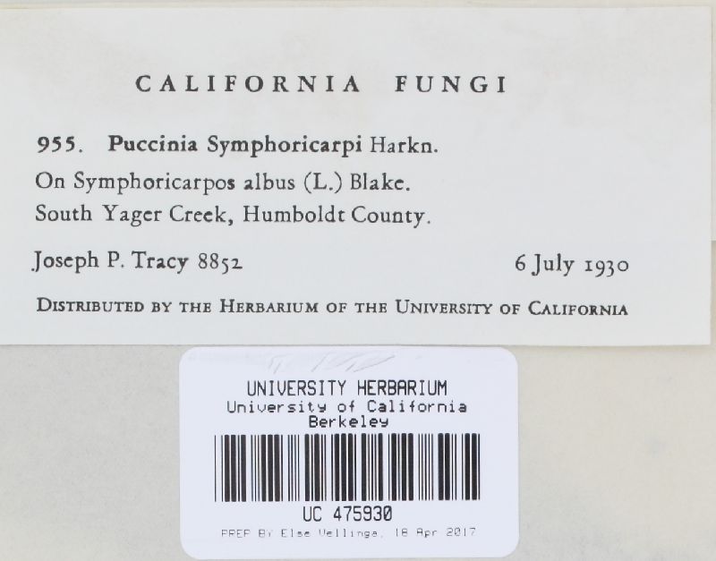 Puccinia symphoricarpi image