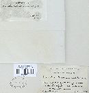 Merulius tremellosus image
