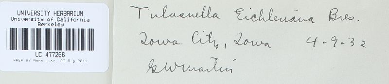 Tulasnella eichleriana image