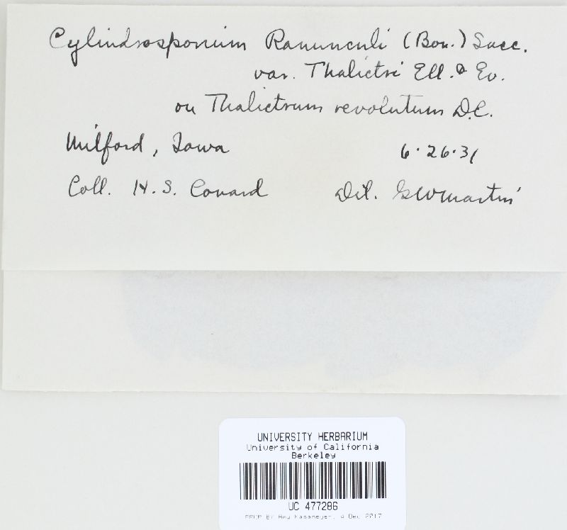 Cylindrosporium ranunculi f. thalictri image