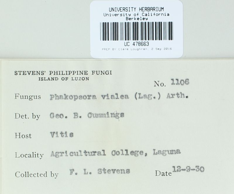 Phakopsora euvitis image