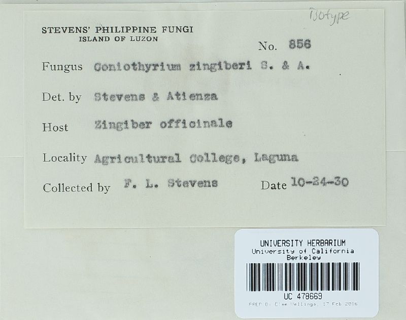 Coniothyrium zingiberis image