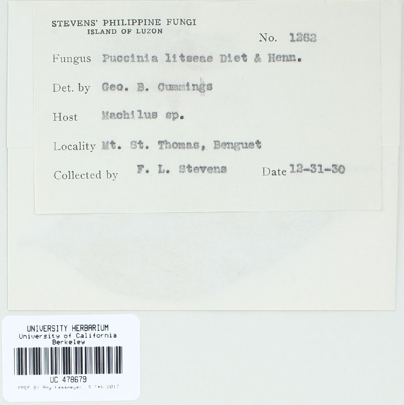 Xenostele image