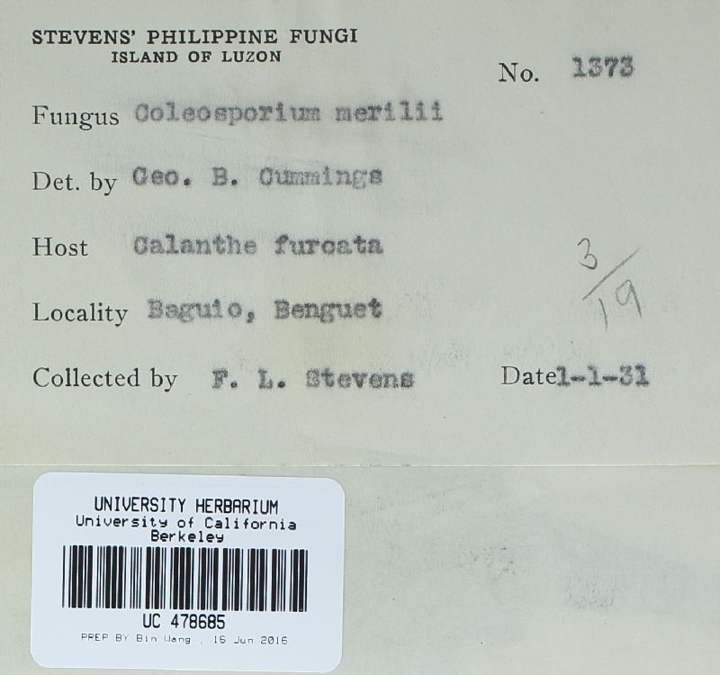 Coleosporium merrillii image