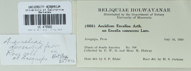 Aecidium enceliae image