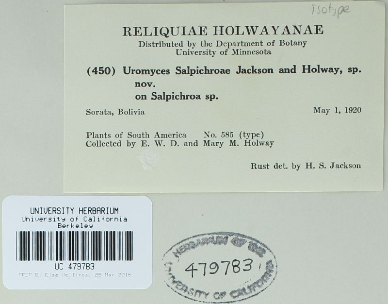 Uromyces salpichroae image