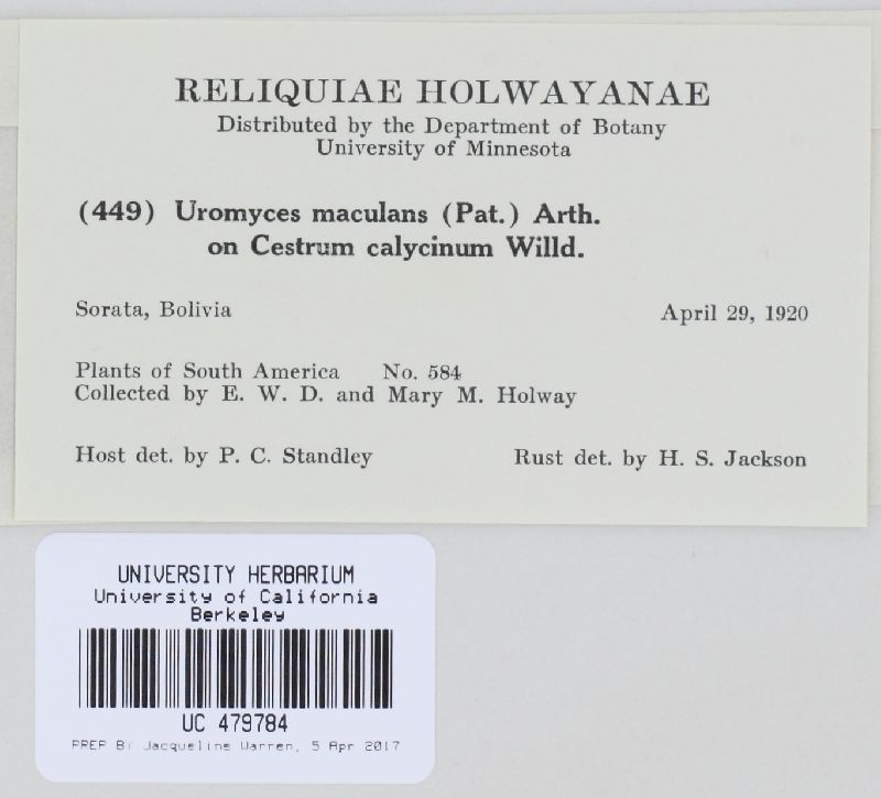 Uromyces maculans image