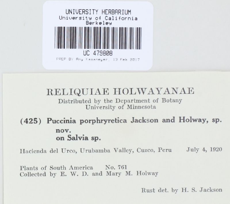 Puccinia porphyretica image