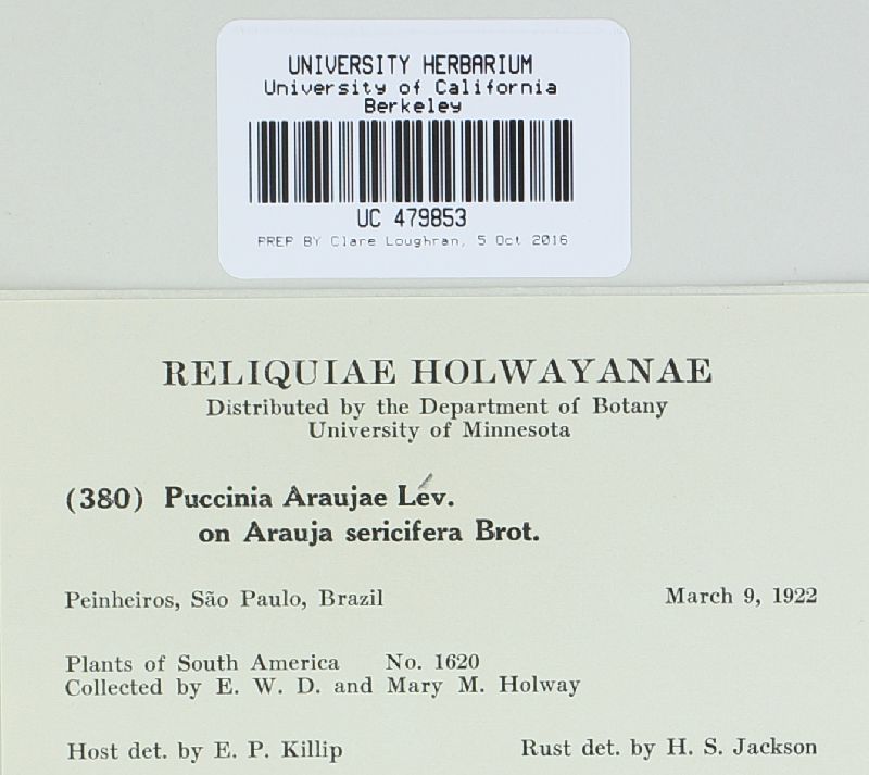 Puccinia araujae image