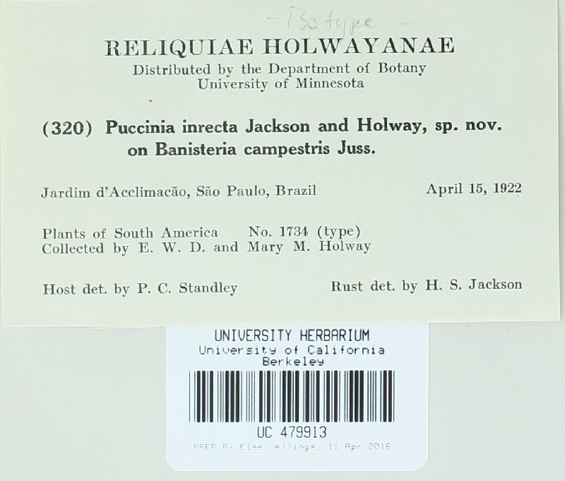 Puccinia inrecta image