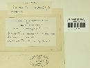 Cronartium quercuum image