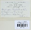 Pucciniastrum goeppertianum image