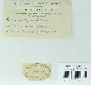 Entyloma hydrophilum image