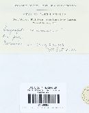 Erysiphe pisi var. pisi image