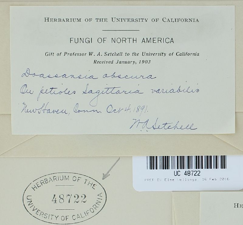 Pseudodoassansia obscura image