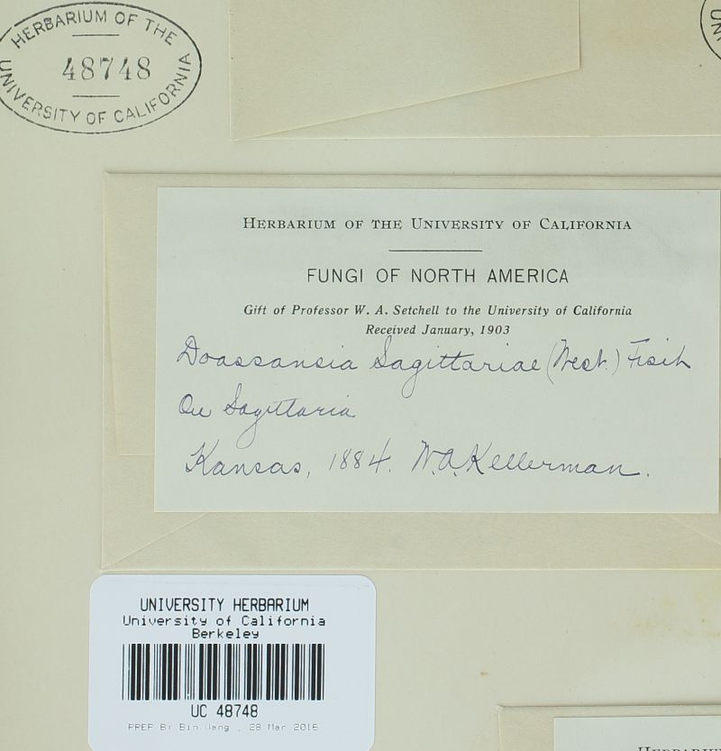 Doassansia sagittariae image