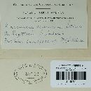 Doassansiopsis deformans image