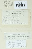 Sporisorium cenchri image