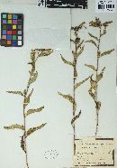 Coleosporium tussilaginis image