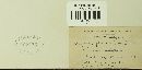 Graphiola phoenicis image