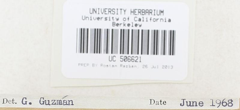 Scleroderma albidum image