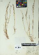 Sporisorium andropogonis image