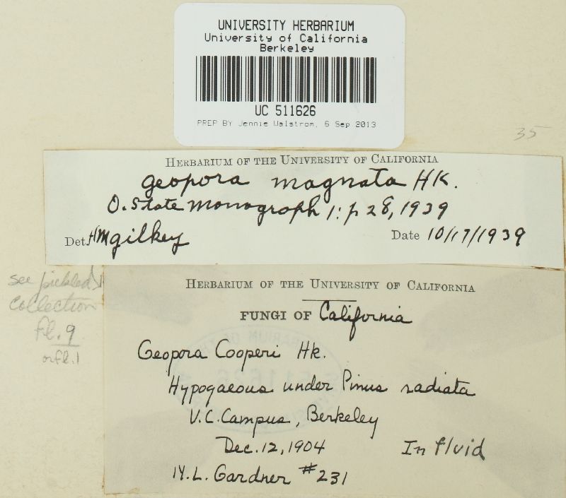 Geopora magnata image