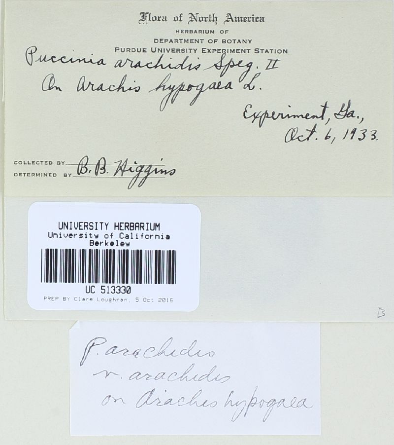 Puccinia arachidis image