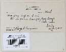 Uromyces lupini image