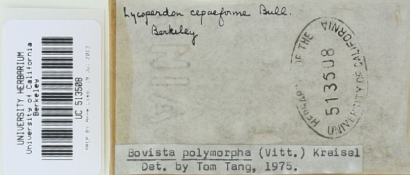 Bovista polymorpha image
