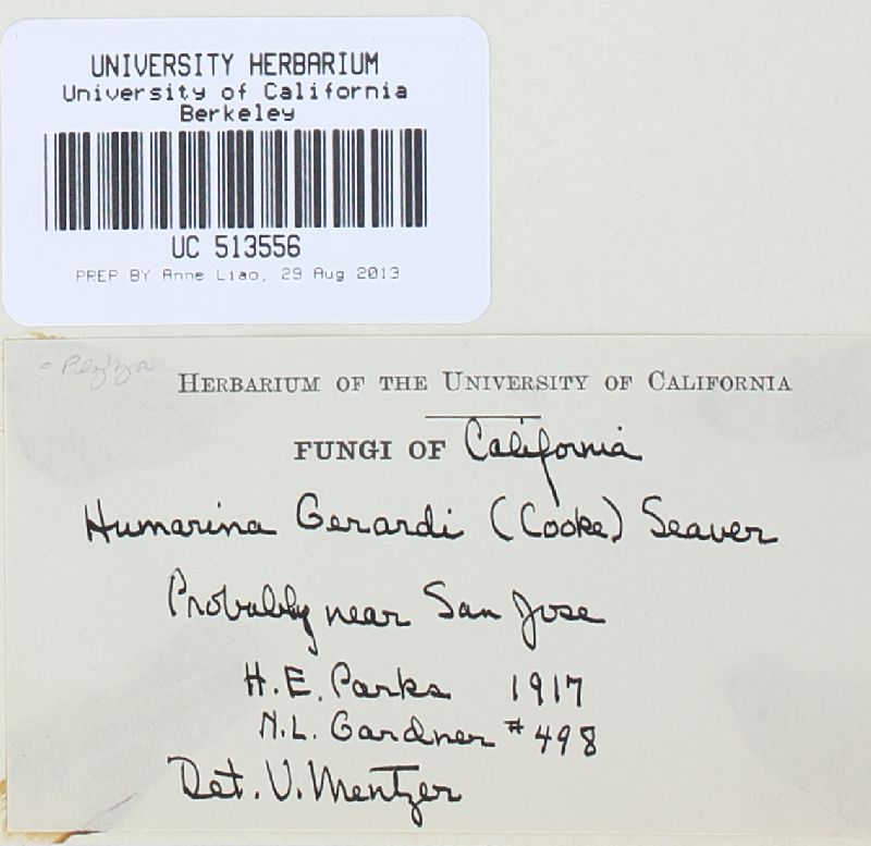 Peziza gerardi image