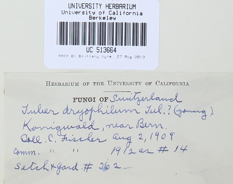 Tuber dryophilum image