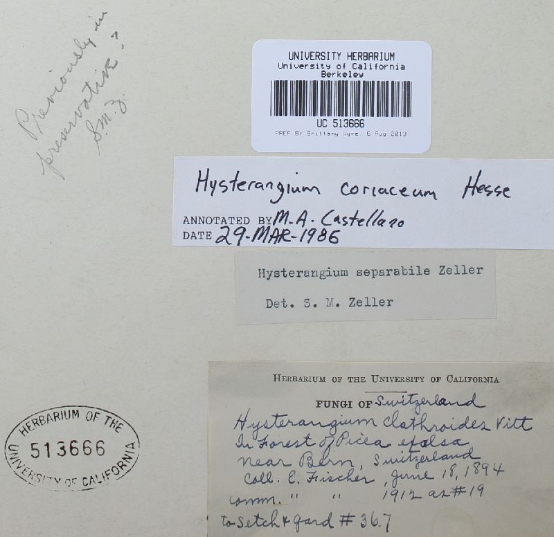 Hysterangium coriaceum image