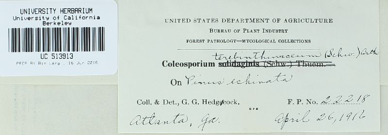 Coleosporium helianthi image