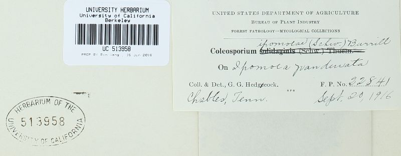 Coleosporium ipomoeae image