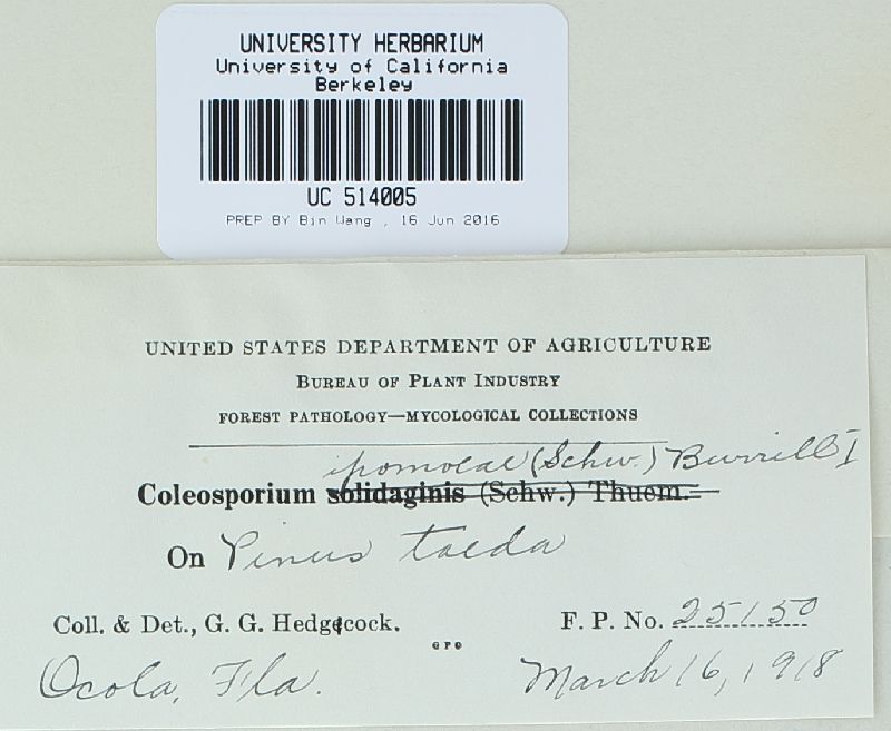 Coleosporium ipomoeae image