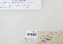 Entoloma sericellum image