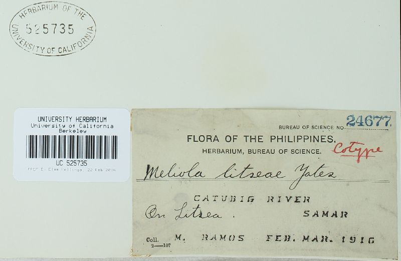Meliola litseae image