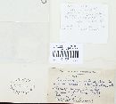 Puccinia menthae image