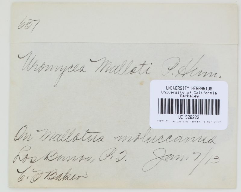 Uromyces malloti image
